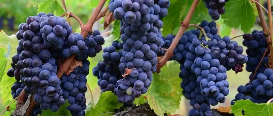 Noblesse Yachts Grapes for making wine is just out of heaven